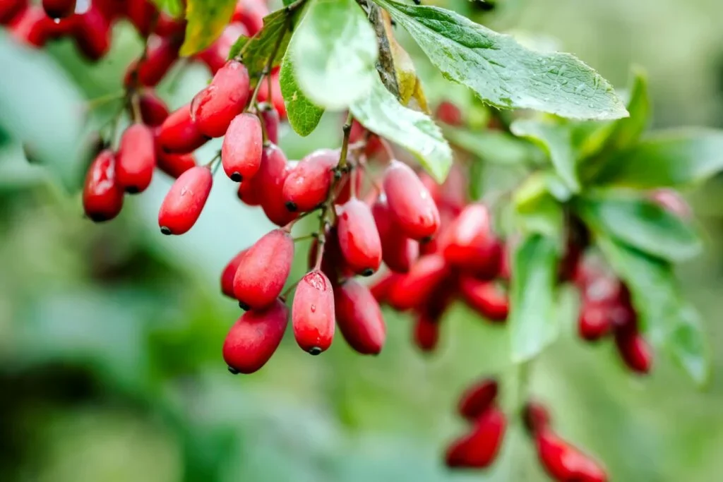 berberine flower