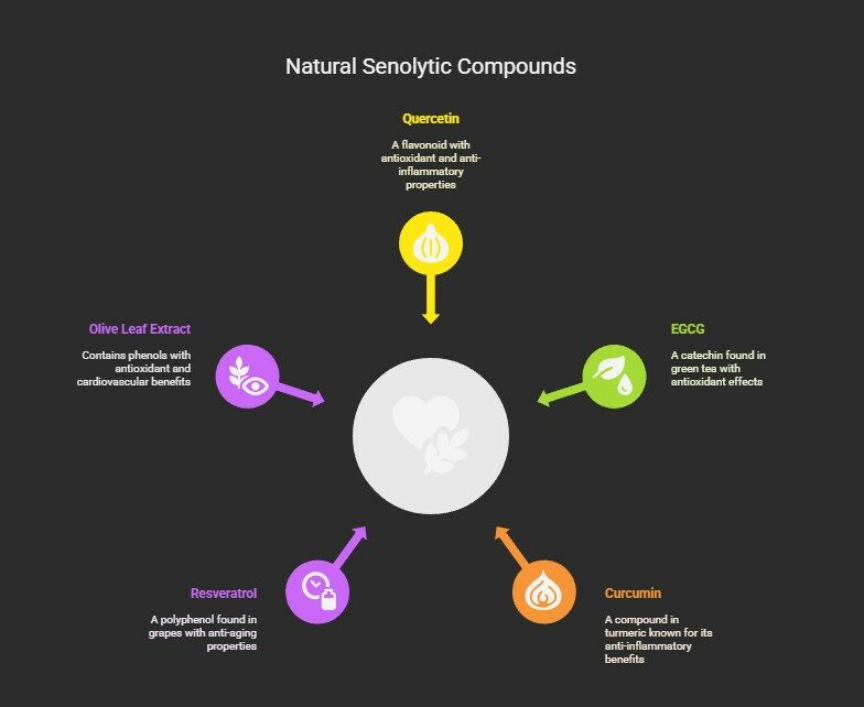 natural senolytic compounds