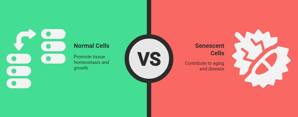 normall cell vs senescent cell