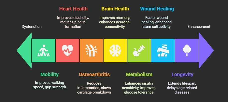 senolytic benefits